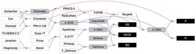Predicting Flowering Behavior and Exploring Its Genetic Determinism in an Apple Multi-family Population Based on Statistical Indices and Simplified Phenotyping